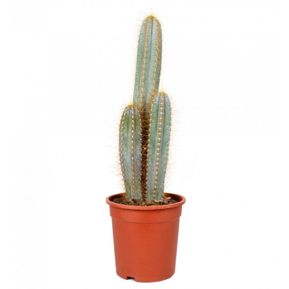 Cereus Kaktüs